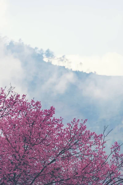 Spring Cherry Blossoms Pink Flowers Thailand — Stock Photo, Image