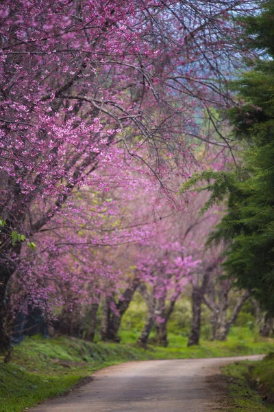 タイの春の桜 ピンクの花 — ストック写真