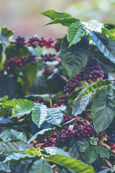 Coffee Tree Field — Stock Photo, Image