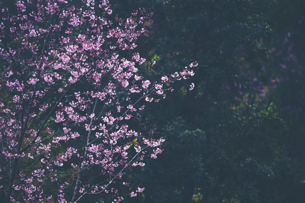 タイの春の桜 ピンクの花 — ストック写真