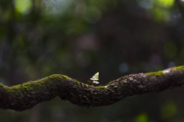 derin ormanda tropikal bitki ve çiçek