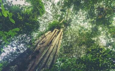 Orman ağaçları. doğa yeşil ahşap güneş ışığı arka planı.