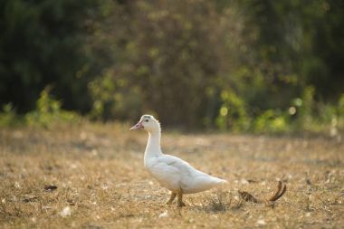 Çiftlik, siyah ve beyaz işlem filtrede ördek