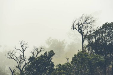 doğal manzaralı, Mae Wong Milli Parkı, Kamphaengphet, Tayland