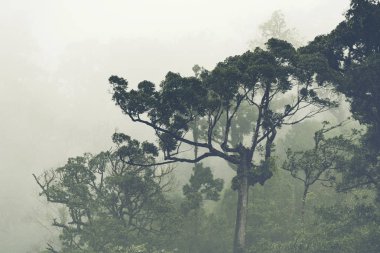 doğal manzaralı, Mae Wong Milli Parkı, Kamphaengphet, Tayland
