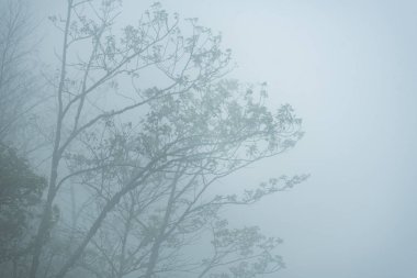 tropikal ormanda, doğa yaşam bitki