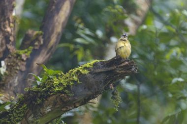 Sarımtırak Bulbul, Pycnonotus flavescens