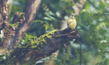Sarımtırak Bulbul, Pycnonotus flavescens