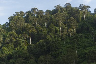 tropik yağmur ormanı bitki, doğa alanı