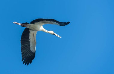 Açık gagalı leylek, Asya openbill
