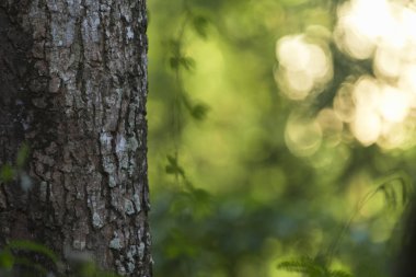 ağustosböceği ağaç, vintage filtre görüntü üzerinde