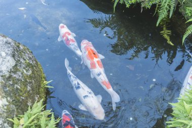 Japonya'da süslü sazan