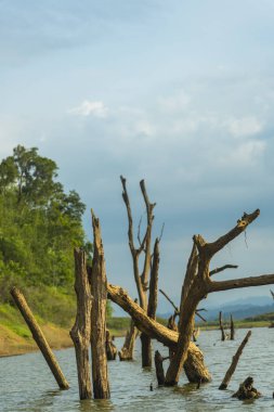 Tayland tropikal orman alanının görünümü