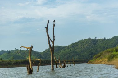Tayland tropikal orman alanının görünümü