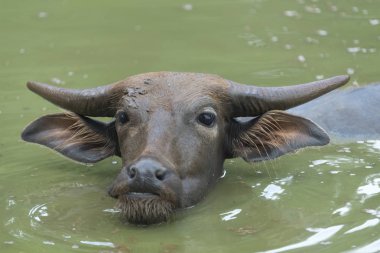 sığır yerel çiftlik alanı, Tayland