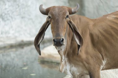 sığır inek çiftliği alanındaki
