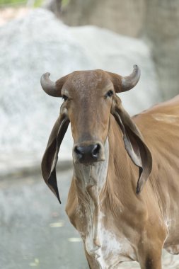 sığır yerel çiftlik alanı, Tayland
