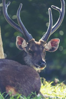 Vahşi sambar geyiği, vahşi yaşam Khao Yai Milli Parkı Tayland, vintage filtre görüntü