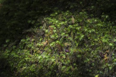 Bol doğal kaynakların görüntüsü. Dong Phaya Yen - Khao Yai dünya mirası Site