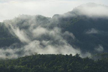 Tropikal dağ orman Tayland