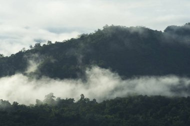 Tayland tropikal orman alanının görünümü
