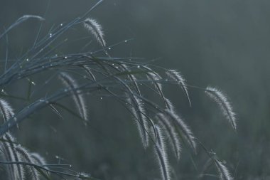 beautiful plants on dark background