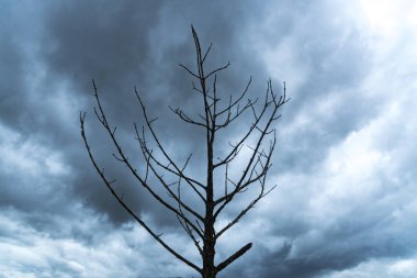 İklim kuraklık nedeniyle Kuru ölmek büyük ağaçlar.