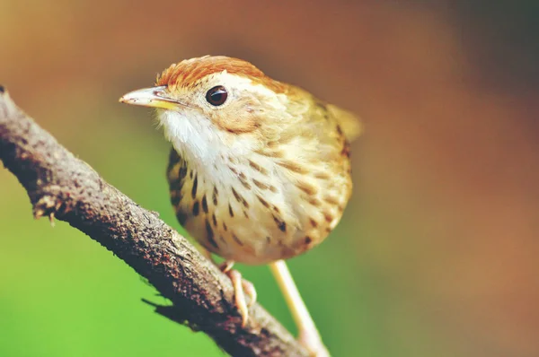 Brown Bird Use Artwork Background — Stock Photo, Image