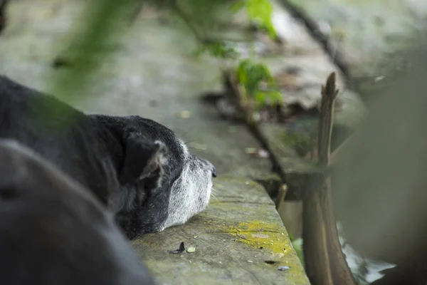 困倦的狗 自然景观 — 图库照片