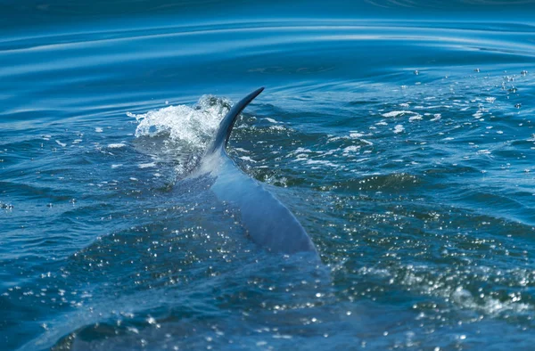 Big Bryde Whale Swim Water Surface Exhale Blowing Water Air — Stock Photo, Image