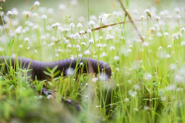 Selective Focus Shot Caterpillar Garden — Stockfoto