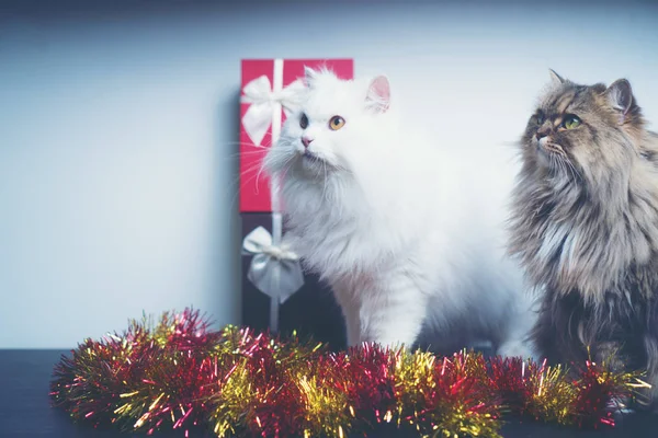 Kerstgeschenken Met Perzische Katten Vintage Filter Afbeelding — Stockfoto