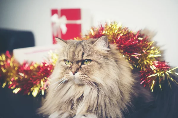 Kerstgeschenken Met Perzische Katten Vintage Filter Afbeelding — Stockfoto