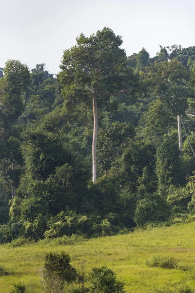 Paesaggio Forestale Tropicale Del Parco Nazionale Khao Yai Thailandia — Foto Stock