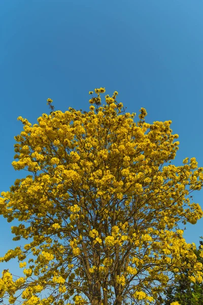 Tropisk Blomma Växter Park Vintage Filter Bild — Stockfoto