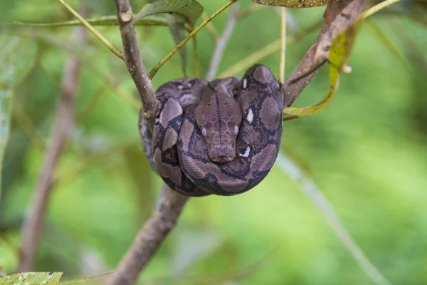 Python Bivittatus Close — Fotografia de Stock