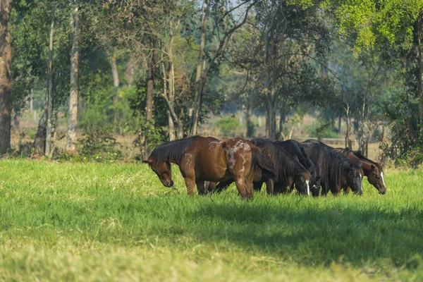 Gruppe Von Drei Jungen Pferden Auf Der Weide — Stockfoto