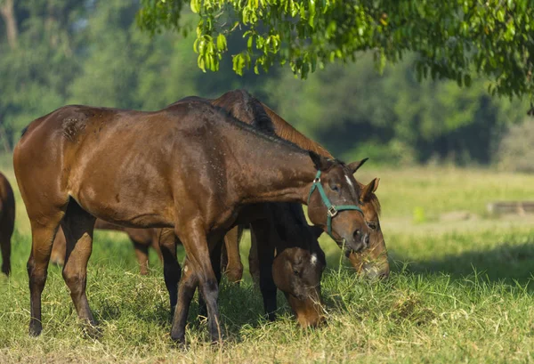 Gruppe Von Drei Jungen Pferden Auf Der Weide — Stockfoto