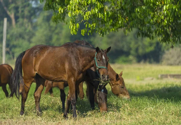 Gruppe Von Drei Jungen Pferden Auf Der Weide — Stockfoto