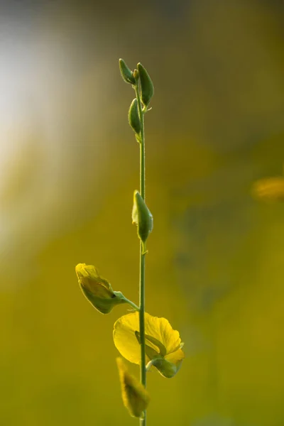 Pummelo flower, picture of yellow plant