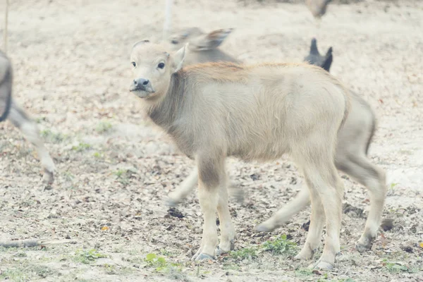 Boskap Lokal Gård Fältet Thailand — Stockfoto