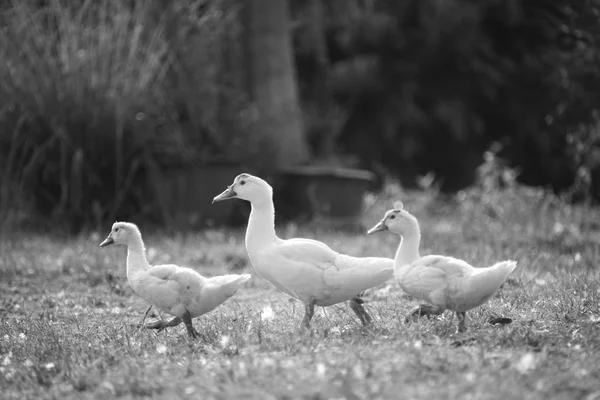 农场鸭 黑白工艺过滤器 — 图库照片