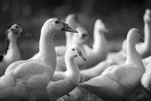 Canard Dans Ferme Filtre Processus Noir Blanc — Photo