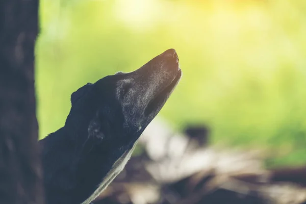 Чорний Собака Тіньовому Саду Природний — стокове фото