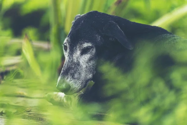 Спляча Собака Зеленій Атмосфері Природи — стокове фото
