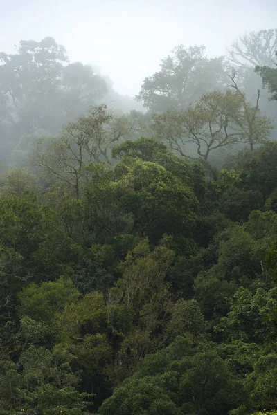 Вид Тропических Тропических Лесов Таиланд — стоковое фото