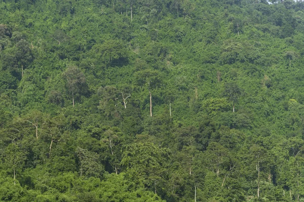 Tropikal Yağmur Orman Manzaralı Tayland — Stok fotoğraf