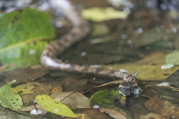 Mountain Pit Viper Wild Snake — Stock Photo, Image