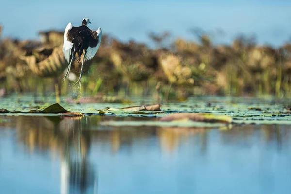 Closeup Shot Beautiful Bird Flying Water — Fotografia de Stock