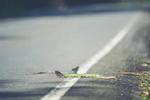 泰国考艾国家公园道路上的绿蛇死亡 — 图库照片
